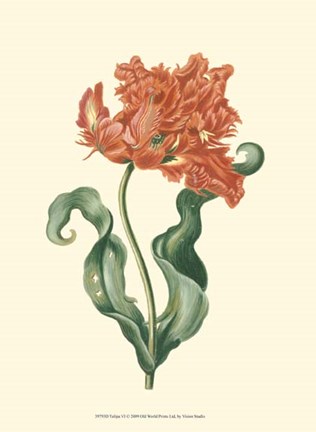 Framed Tulipa VI Print