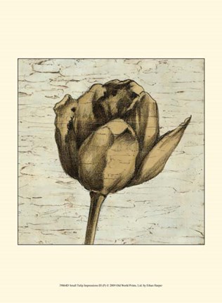 Framed Small Tulip Impressions III Print