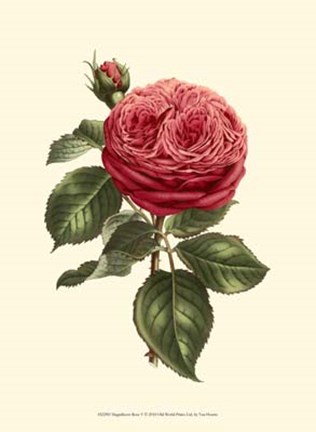 Framed Magnificent Rose V Print