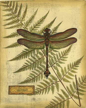 Framed Royal Dragonflies III Print