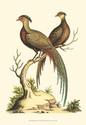 Framed Small Regal Pheasants II (P) Print