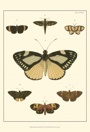 Framed Small Heirloom Butterflies II (P) Print
