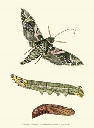 Framed Butterfly Transformation I Print