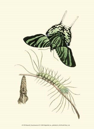 Framed Butterfly Transformation II Print