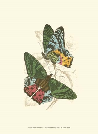 Framed Butterflies III Print