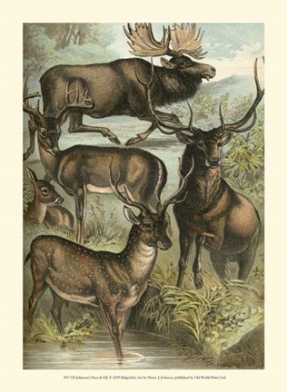 Framed Johnson&#39;s Deer &amp; Elk Print