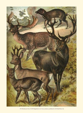 Framed Johnson&#39;s Deer Print
