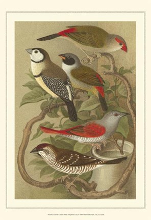 Framed Cstm Cassel&#39;s Pet. Songbirds II Print