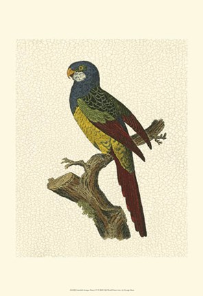 Framed Crackled Antique Parrot IV Print
