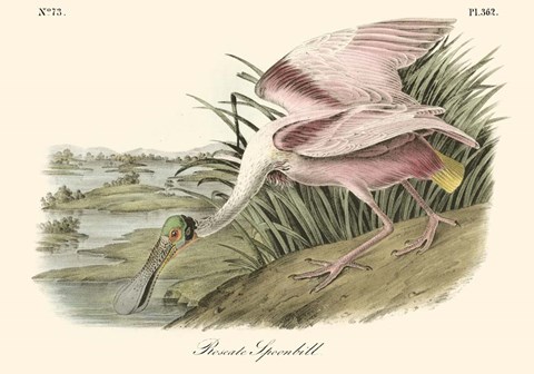 Framed Roseate Spoonbill (light pink) Print