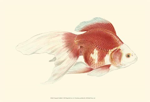 Framed Fringetail Goldfish Print