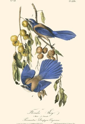 Framed Audubon Florida Jays Print