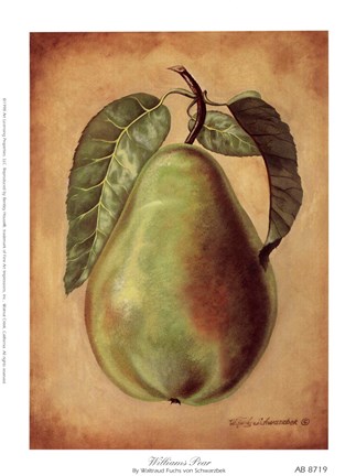 Framed Williams Pear Print