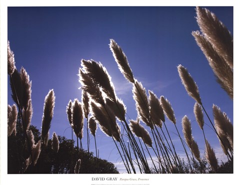 Framed Pampas Grass, Provence Print