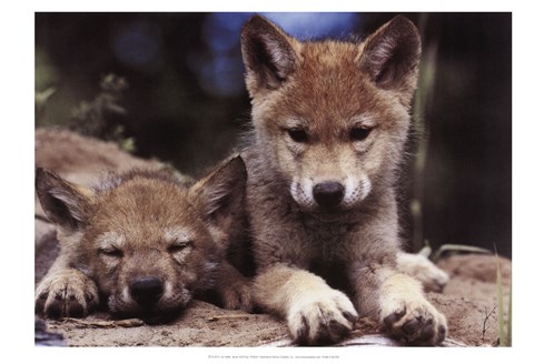 Framed Spring Wolf Pups Print