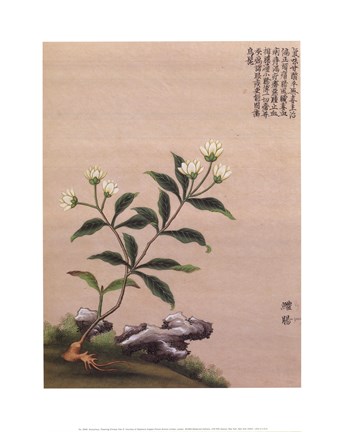 Framed Flowering Chinese Tree III Print