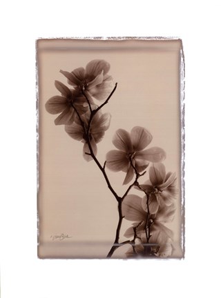 Framed Polaroid Magnolia Print