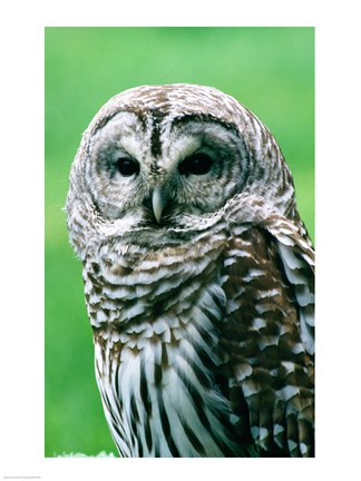 Framed Close-up of an owl Print