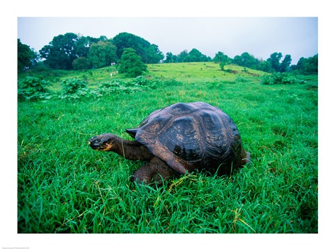 Framed Galapagos Giant Tortoise in a field Print