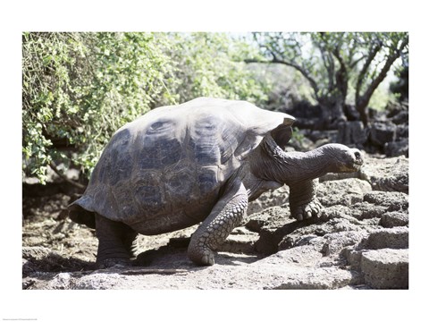 Framed Galapagos Giant Tortoise Galapagos Islands Ecuador Print