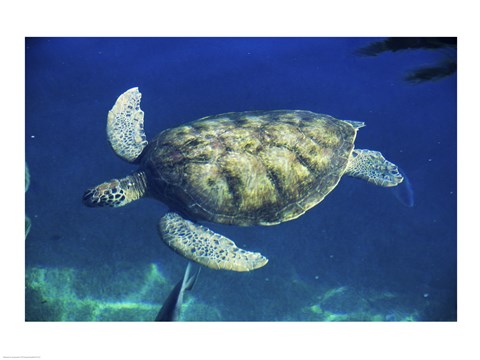 Framed Green Sea Turtle swimming Print