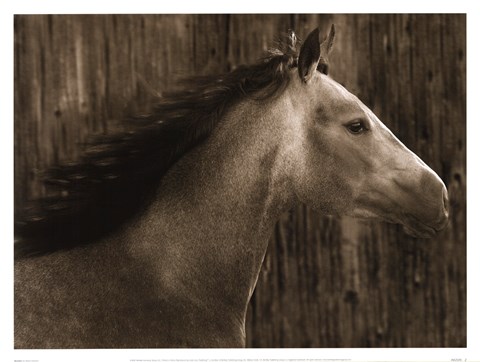 Framed Buckskin Print