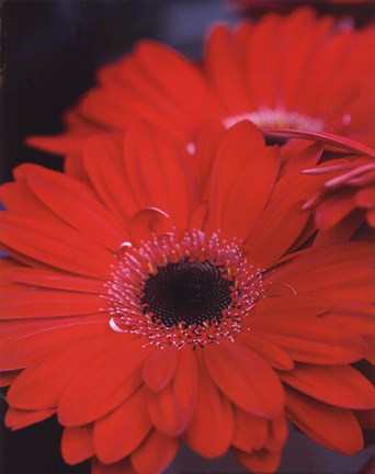 Framed Red Gerbera Daisies II Print