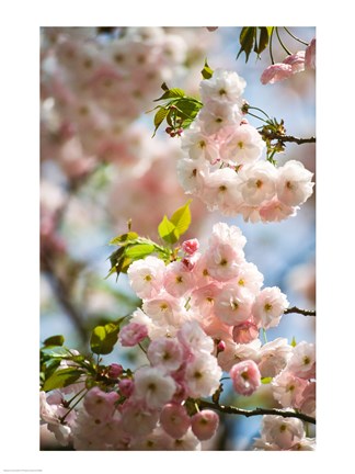 Framed Cherry blossom, close-up Print