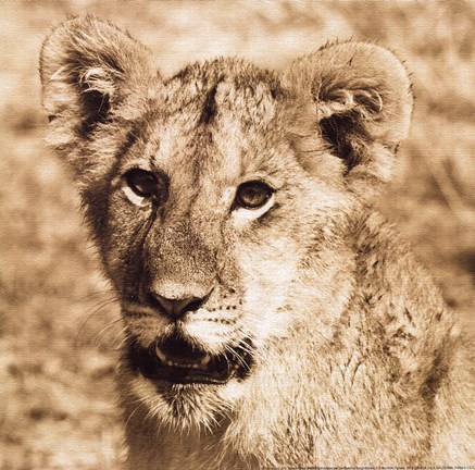 Framed Young Lion Print