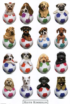Framed Puppy - Sports Print