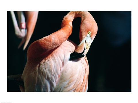 Framed Close-up of an American Flamingo Preening Itself Print