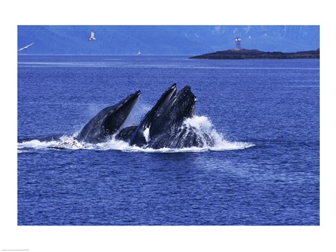 Framed Humpback Whales in Alaska, USA Print