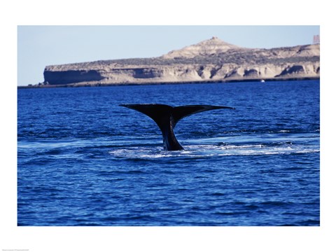 Framed Tail fin of a Southern Right Whale swimming in the sea, Argentina Print