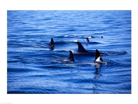 Framed Pod of Killer Whales swimming in the Sea Print