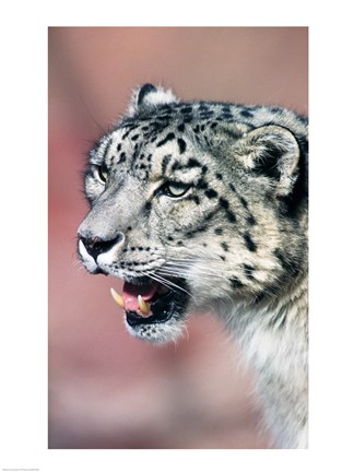 Framed Close up of Snow Leopard Print