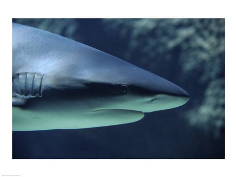 Framed Close-up of a Caribbean Reef Shark in the sea Print