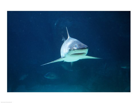 Framed Caribbean Reef Shark Print