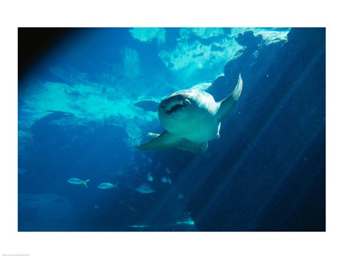 Framed Nurse Shark in the sea Print