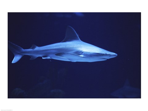 Framed Sandbar Shark Albuquerque Aquarium Albuquerque New Mexico, USA Print