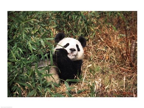 Framed Giant panda (Ailuropoda melanoleuca) resting in a forest Print