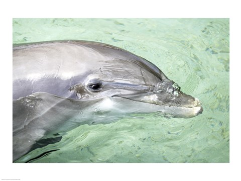 Framed Close-up of a Bottle-nosed Dolphin in water, Moorea, French Polynesia Print