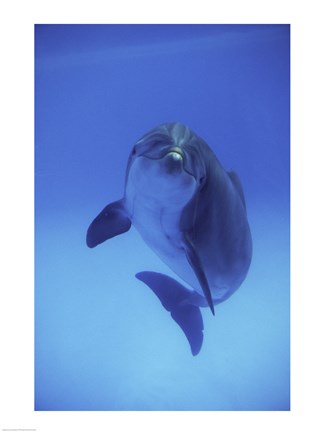Framed Bottle-Nosed Dolphin Swimming Print