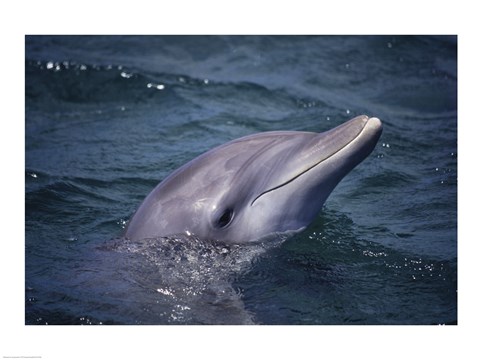 Framed Bottle-Nosed Dolphin Face Print