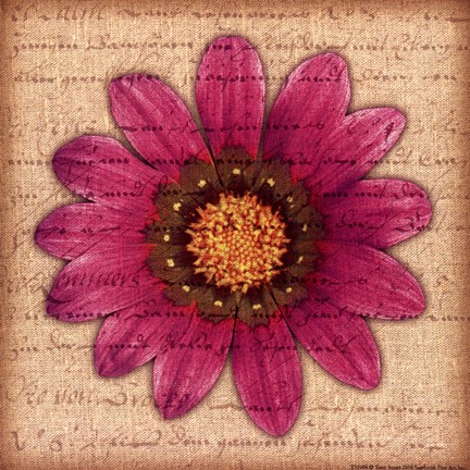 Framed Purple Gazania Print