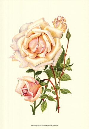 Framed Victorian Rose III Print