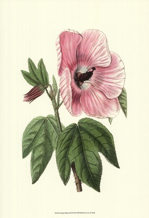 Framed Antique Hibiscus III Print