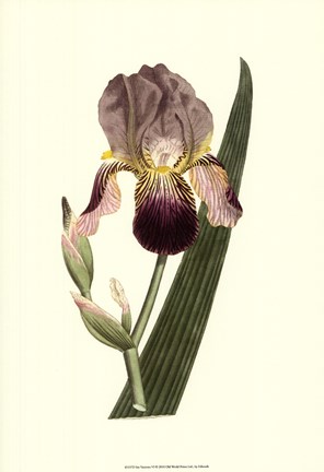 Framed Iris Varieties Print