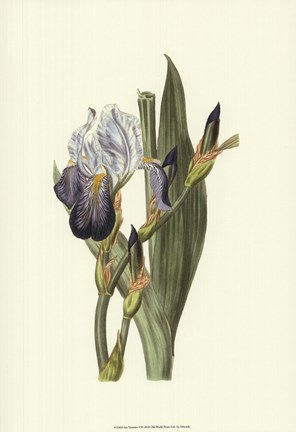 Framed Iris Varieties V Print