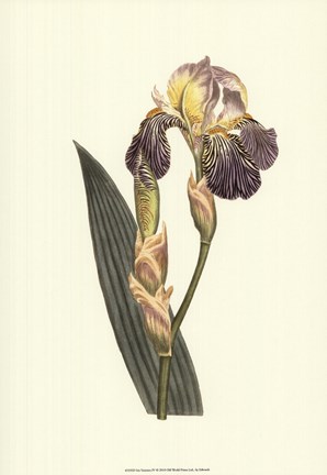 Framed Iris Varieties IV Print