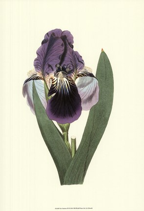 Framed Iris Varieties III Print